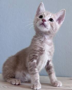 Domestic Short Hair Cats Available for Adoption in San Francisco, California - Muscato | PetCurious