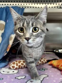 VIOLET -  Domestic Short Hair Cat for Adoption in Kalamazoo, Michigan - VIOLET | PetCurious