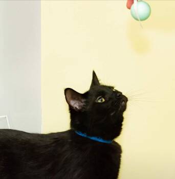 ZACK -  Domestic Short Hair Cat Available for Adoption in Muskegon, Michigan - ZACK | PetCurious
