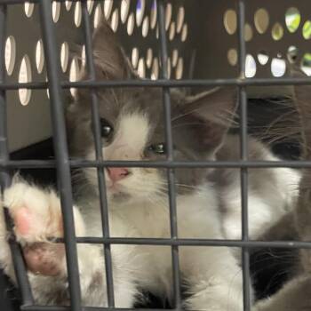 Mortimer -  Domestic Long Hair Cat for Adoption in Eureka Springs, Arkansas - Mortimer | PetCurious