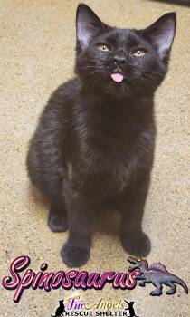 Rescue Domestic Short Hair Cats for Adoption in Ottawa Hills, Ohio - Spinosaurus | PetCurious