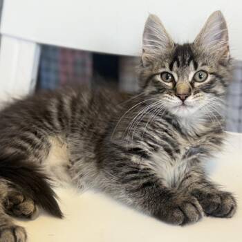 Aegon -  Domestic Long Hair Cat for Adoption in Ridgely, Maryland - Aegon | PetCurious