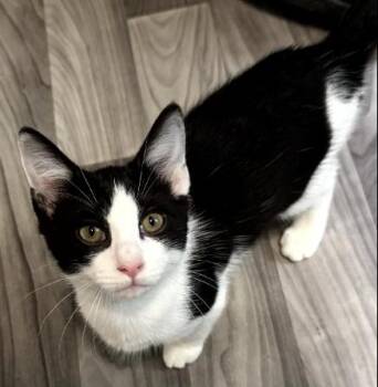 Rescue American Shorthair Cats for Adoption in Evans City, Pennsylvania - Chilli | PetCurious