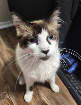 Domestic Short Hair and Siamese Cats Available for Adoption - Oatie | PetCurious