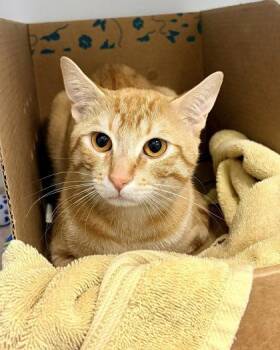 Domestic Short Hair Cats Available for Adoption in Fairfax, Virginia - Levi | PetCurious