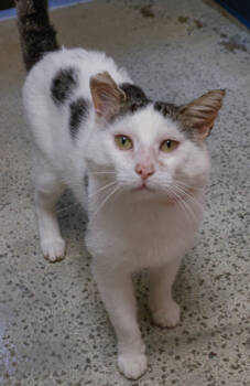 Rescue Domestic Short Hair Cats for Adoption in Verona, Wisconsin - Ozzy | PetCurious