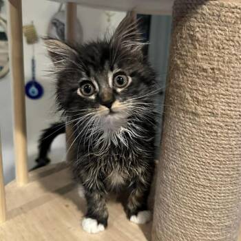 Rock Valdez -  Domestic Long Hair Cat for Adoption in Eagle Mountain, Utah - Rock Valdez | PetCurious
