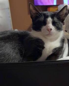 Domestic Short Hair Cats Available for Adoption - Sebastian  | PetCurious