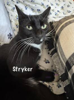 Stryker -  Domestic Short Hair Cat for Adoption in Frewsburg, New York - Stryker | PetCurious