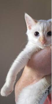 Rescue Siamese Cats for Adoption in Raeford, North Carolina - Frosty | PetCurious