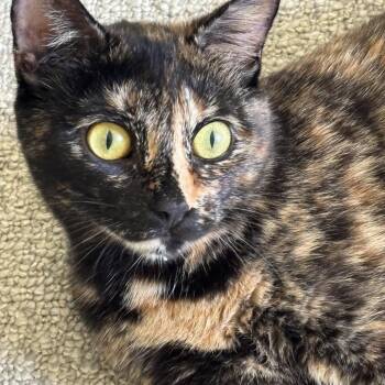Abigail 2026 -  Domestic Short Hair Cat for Adoption - Abigail 2026 | PetCurious