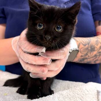 Rescue Domestic Medium Hair Cats for Adoption in Vineland, New Jersey - Brussel Sprout | PetCurious