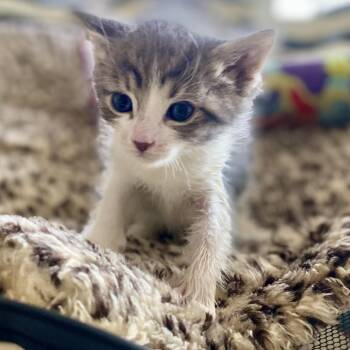 Rescue Domestic Short Hair Cats for Adoption in Blackfoot, Idaho - Moe | PetCurious