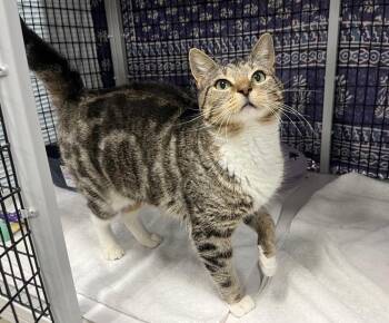 Domestic Short Hair Cats Available for Adoption - Sky Jelly | PetCurious