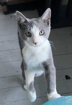 Rescue Domestic Short Hair Cats for Adoption in Buffalo, New York - Parker | PetCurious