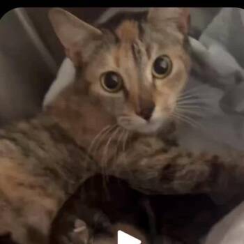 Miss Sequoia -  Domestic Short Hair Cat for Adoption in Inwood, West Virginia - Miss Sequoia | PetCurious