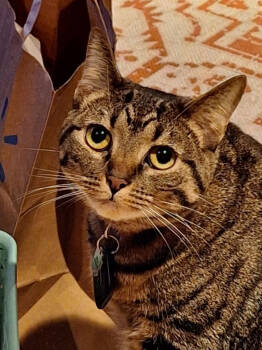 Rescue Domestic Short Hair Cats for Adoption in Parkville, Maryland - Bella | PetCurious