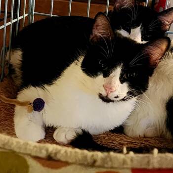 Domestic Short Hair Cats Available for Adoption in Grantsville, Utah - Black Beard | PetCurious