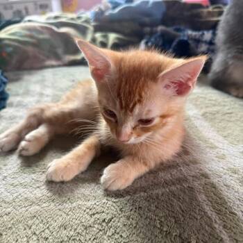 Sire M Hollins -  Domestic Short Hair Cat for Adoption in Los Angeles, California - Sire M Hollins | PetCurious