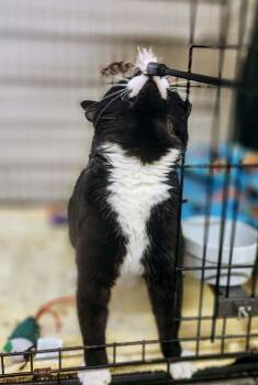 Domestic Short Hair Cats Available for Adoption - Kincaid | PetCurious