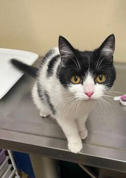 Polilla -  Domestic Short Hair Cat for Adoption in Vancouver, Washington - Polilla | PetCurious