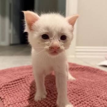 Domestic Short Hair Cats Available for Adoption in Springtown, Texas - Hyacinth | PetCurious