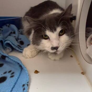 Domestic Long Hair Cats Available for Adoption in Kanab, Utah - Jedediah | PetCurious