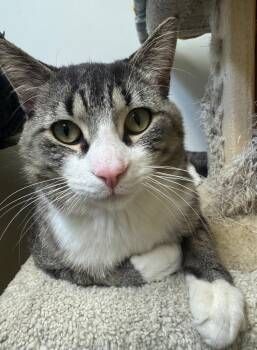 Domestic Short Hair Cats Available for Adoption in Winnipeg, Manitoba - River | PetCurious