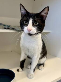 Little Andy -  Domestic Short Hair Cat for Adoption in Downers Grove, Illinois - Little Andy | PetCurious