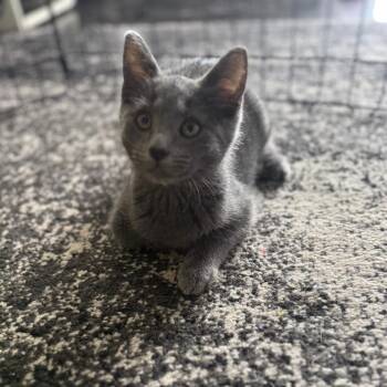 Chairman Meow -  Domestic Short Hair Cat for Adoption - Chairman Meow | PetCurious