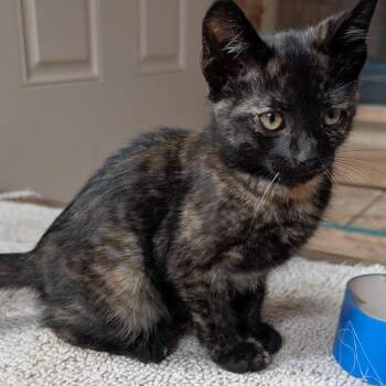 Ember -  Tortoiseshell and Domestic Short Hair Cat for Adoption in Libby, Montana - Ember | PetCurious