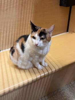 Sunset -  Domestic Short Hair Cat for Adoption in Springfield, Pennsylvania - Sunset | PetCurious