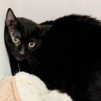 Scorpio -  Domestic Short Hair Cat for Adoption in Green Valley, Arizona - Scorpio | PetCurious