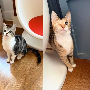 Cinnamon & Nutmeg -  Domestic Short Hair Cat Available for Adoption - Cinnamon & Nutmeg | PetCurious