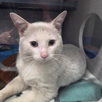 Domestic Short Hair Cats Available for Adoption in North Battleford, Saskatchewan - Flurry | PetCurious
