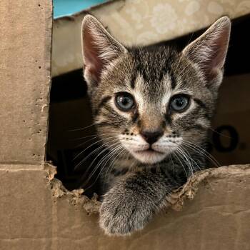 Domestic Short Hair Cats Available for Adoption in Austin, Texas - Xbox 3 | PetCurious