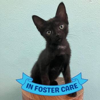 DEWEY -  Domestic Short Hair Cat for Adoption in Tallahassee, Florida - DEWEY | PetCurious