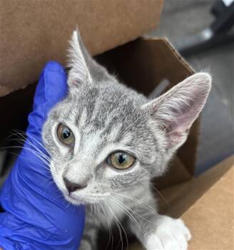 GRAY -  Domestic Short Hair Cat Available for Adoption in Dallas, Texas - GRAY | PetCurious