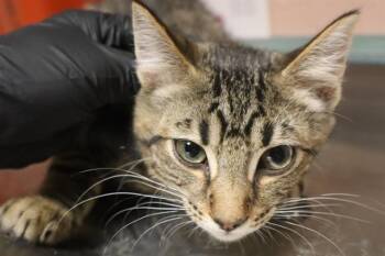 TUCKER -  Domestic Short Hair Cat for Adoption in Columbia, South Carolina - TUCKER | PetCurious