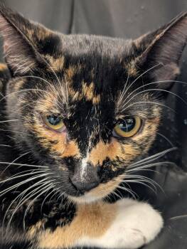 Rescue Domestic Short Hair Cats for Adoption in Honolulu, Hawaii - Sassy | PetCurious