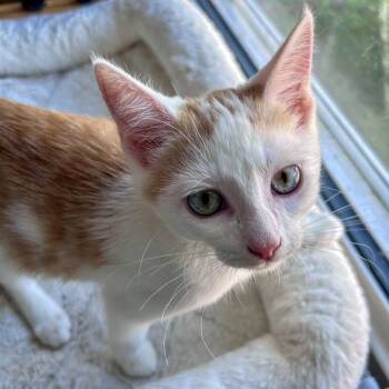 Atlas -  Domestic Short Hair Cat for Adoption in Fishers, Indiana - Atlas | PetCurious