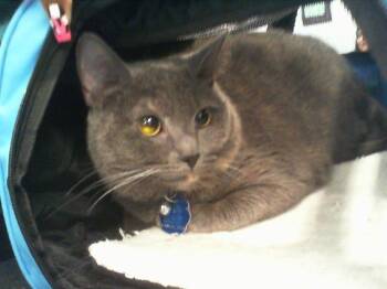 Domestic Short Hair Cats Available for Adoption in Charlotte, North Carolina - STORM | PetCurious