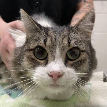 Fizzy -  Domestic Long Hair Cat for Adoption in Murray, Utah - Fizzy | PetCurious