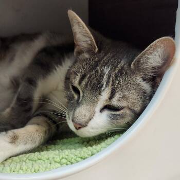 Domestic Short Hair Cats Available for Adoption in San Antonio, Texas - Chappelle  | PetCurious
