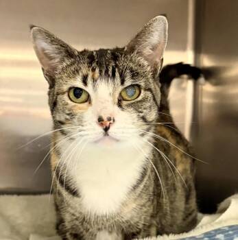 Rescue Domestic Short Hair Cats for Adoption in Nashville, Tennessee - Ms. Haliburton | PetCurious