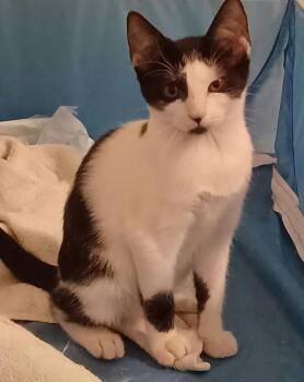 Oreo -  Domestic Short Hair Cat for Adoption in West Palm Beach, Florida - Oreo | PetCurious