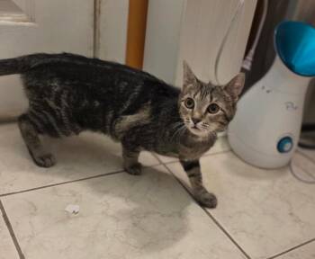 Domestic Short Hair Cats Available for Adoption - Jen Harding | PetCurious