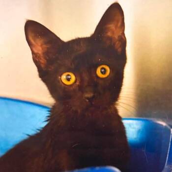 Ami -  Domestic Short Hair Cat for Adoption in Wadena, Minnesota - Ami | PetCurious
