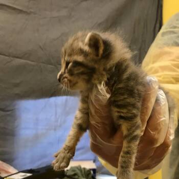 Lucas -  Domestic Short Hair Cat for Adoption in Newark, New Jersey - Lucas | PetCurious