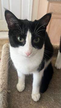 Festus -  Domestic Short Hair Cat for Adoption in Richmond, Virginia - Festus | PetCurious